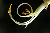 Cytisus striatus Cytisus striatus